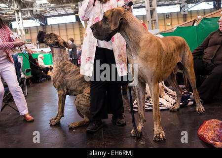 Birmingham, Vereinigtes Königreich. 6. März 2015. Erstmals im Jahre 1891 statt, Crufts wird gesagt, die größte Messe ihrer Art in der Welt, die jährliche viertägige Veranstaltung bietet Tausende von Hunden, mit Konkurrenten aus Ländern rund um den Globus reisen teilzunehmen und wetteifern um den begehrten Titel des "Best in Show" Credit: Mike Abrahams/Alamy Live News Stockfoto