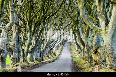 Die dunklen Hecken am Stranocum, Standort für eine Reihe von Szenen in Game of Thrones. Stockfoto