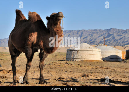 Khongoryn Els Sanddünen, Kamel mit zwei Höckern und Gers/Jurten im Hintergrund, Wüste Gobi Stockfoto
