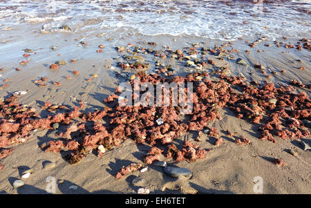 Rote Algen, Meeresalgen, angespült an einem Strand in Andalusien, Spanien. Stockfoto