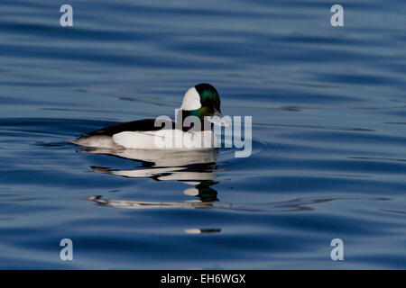 Bufflehead Ente (Bucephala Albeola) männlichen am Ozean bei Deep Bay, Vancouver Island, BC, Kanada im März Stockfoto