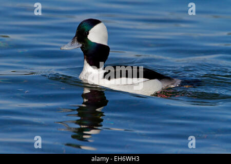 Bufflehead Ente (Bucephala Albeola) männlichen am Ozean bei Deep Bay, Vancouver Island, BC, Kanada im März Stockfoto