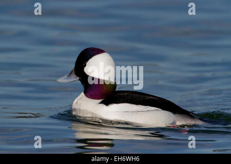 Bufflehead Ente (Bucephala Albeola) männlichen am Ozean bei Deep Bay, Vancouver Island, BC, Kanada im März Stockfoto