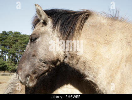 Konik-Pferd Stockfoto