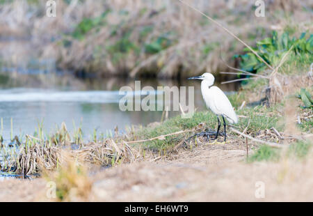 Gemeinsamen Reiher, Egretta Garzetta auf der Suche nach Nahrung wie Fisch Stockfoto