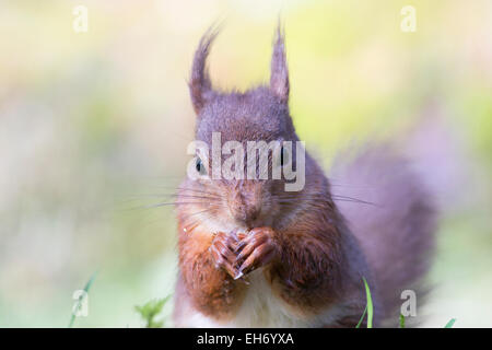 Eichhörnchen (Sciurus Vulgaris) in den Wald, Hochland, Schottland, Großbritannien Stockfoto