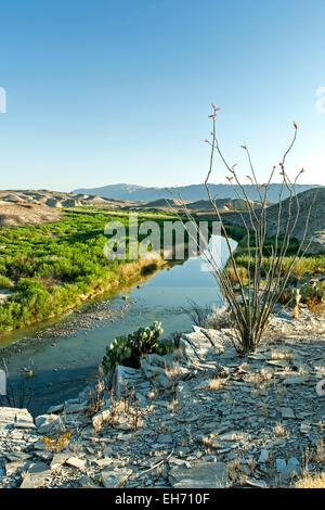 Rot-bestückte Ocotillo (Fouquieria Splendens), Rio Grande und Wüste Landschaft, Hot Springs Trail, Big Bend Nationalpark, Texas Stockfoto