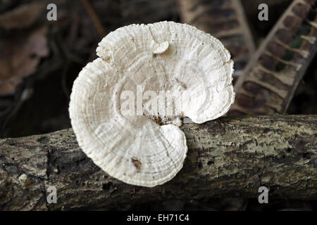 Waldpilz, die auf Holz toter Bäume wächst. Stockfoto