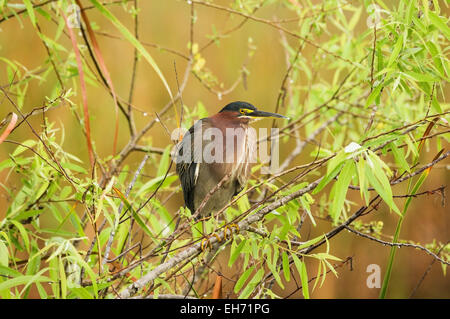 grüne Reiher oder Butorides Virescens thront auf einem Ast in den Everglades National Park Stockfoto