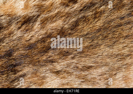 Bobcat Fell Textur Hintergrundbild Stockfoto