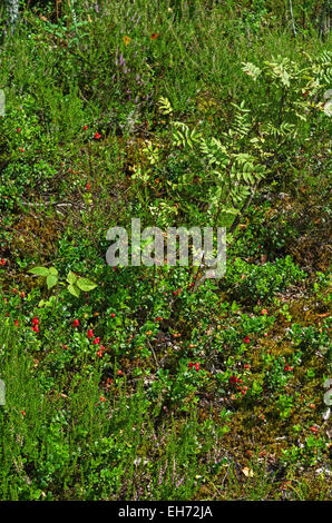 Wald Landschaft mit jungen-Eberesche und Preiselbeere Sträuchern. Stockfoto