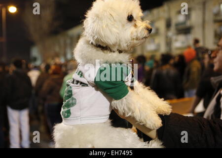 Athen, Griechenland. 8. März 2015. Ein kleiner Hund, der das Maskottchen des Ortsverbandes Basketball von Panathinaikos ist ist in den Vereinsfarben grün und weiß gekleidet. Fans der griechischen Fußball-Club Panathinaikos F.C. beobachten das Spiel gegen PAOK FC von Thessaloniki vor dem leeren Stadion. Alle Spiele der aktuellen Runde von der griechischen Superleague werden in leere Stadien gespielt, nachdem die Liga nach Unruhen ausgesetzt wurde. Bildnachweis: Michael Debets/Alamy Live-Nachrichten Stockfoto