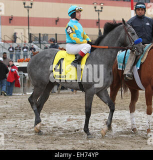 Jamaica, New York, USA. 7. März 2015. 7. März 2015: El Kabeir mit c.c. Lopez gewinnt den 63. Ablauf der Klasse III Gotham Stakes für 3 - jährige, gehen 1 1/16 Meile am Aquädukt Racetrack. Trainer: John Terranova. Besitzer: Zayat Stables. Sue Kawczynski/ESW/CSM/Alamy Live-Nachrichten Stockfoto