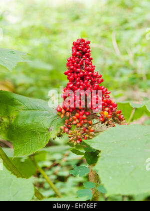 Cluster von glänzenden roten Steinfrüchte, die Frucht der "Devil's Club", ein Strauch, der nordamerikanischen Wälder.  Hier zu sehen in der Nähe von Fernie, BC. Stockfoto