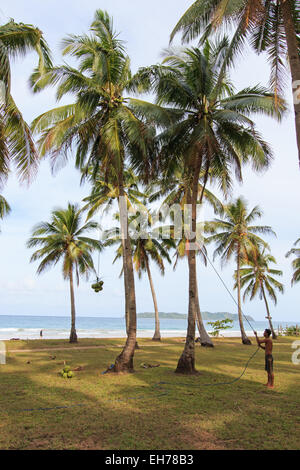 Nacpan, Philippinen - 17. Januar 2015: Mann ernten Kokosnüsse in Palawan in den Philippinen Stockfoto