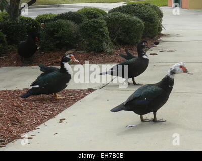 Gänse unter Baum im Park entspannen. Miami, Florida, USA. Foto auf: 3. März 2015 Stockfoto