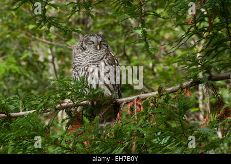 Streifenkauz, bei Tageslicht in ein immergrüner Baum schlafen, genommen in der Nähe von Shelton, Washington USA Stockfoto