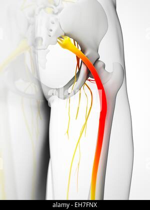 Der Ischiasnerv, artwork Stockfoto