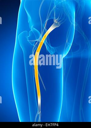 Der Ischiasnerv, artwork Stockfoto