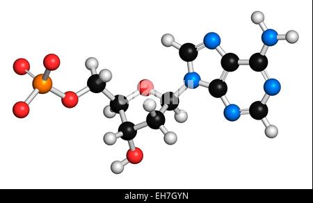 Deoxyadenosine Monophosphate Molekül Stockfoto