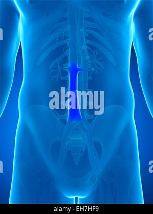 Menschliche Vene (Vena Cava), illustration Stockfoto