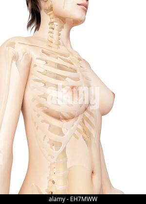 Weiblichen Skelett-System, Abbildung Stockfoto
