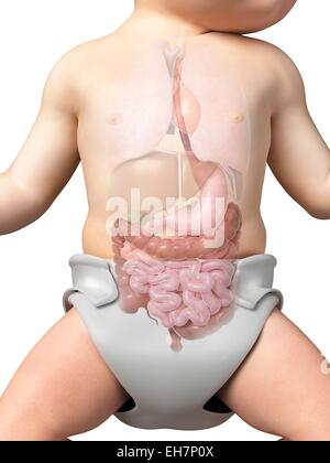 Verdauungssystem des Babys, Abbildung Stockfoto