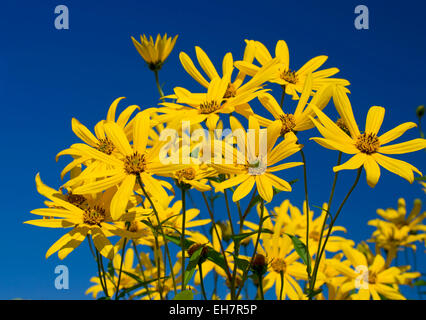 Blumen gelb Topinambur gegen blauen Himmel. Familie Korbblütler Stockfoto