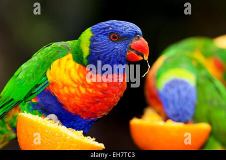 australische Papageien sehr laut und sehr helle Farben die lorikeet Stockfoto