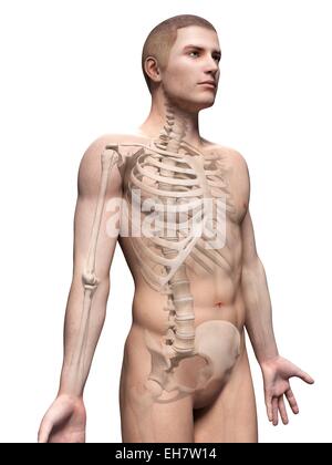 Männlich-Skelett-System, Abbildung Stockfoto
