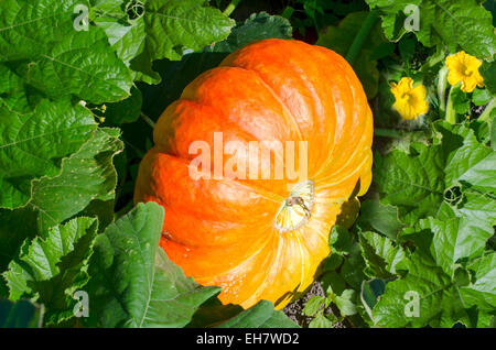 Große orange Kürbisse im Garten wächst Stockfoto