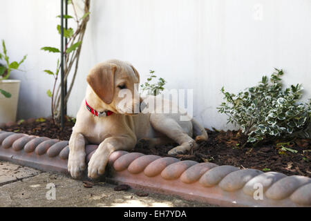 Gelber Labrador Retriever Welpen im Alter von 9 Wochen alt, die Außenwelt zu erforschen und neue in- Stockfoto