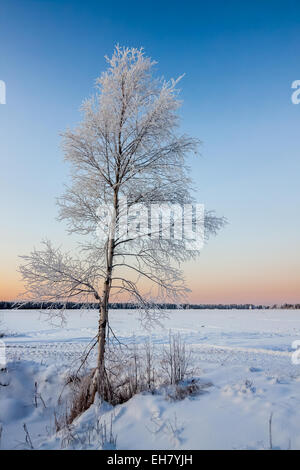 Birch on a clear winter day Stockfoto