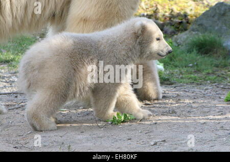 Eisbärenjunge (Ursus maritimus), drei Monate alt (Serie) Stockfoto