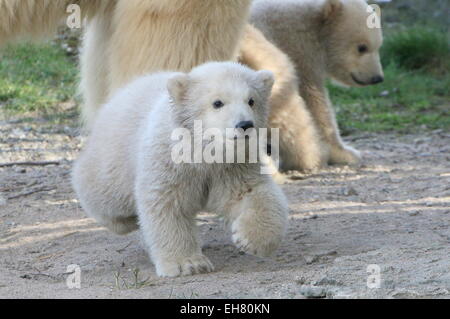 Süße 3 Monate alten Polar Bear Cub (Ursus Maritimus) zu Fuß in Richtung der Kamera, der andere Zwilling neben Mutter im Hintergrund Stockfoto