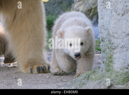 Polar Bear Cub (Ursus Maritimus), drei Monate alt, zusammen mit seiner Mutter zu Fuß Stockfoto