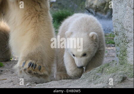 Polar Bear Cub (Ursus Maritimus), drei Monate alt, zusammen mit seiner Mutter zu Fuß Stockfoto