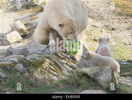 Zwei 3 Monate alten Eisbären twin Cubs (Ursus Maritimus) mit ihrer Mutter, Fütterung auf Gemüse Stockfoto