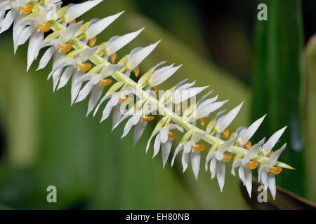 Schale-wie Dendrochilum Orchidee - Dendrochilum Glumaceum aus Philippinen Stockfoto