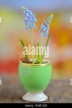 Blaue Trauben Hyazinthe, Muscari Armeniacum Blumen Stockfoto