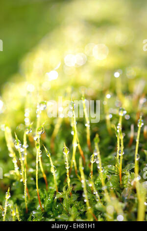 Tropfen Tau auf einer Wiese am Morgen rechtzeitig Stockfoto