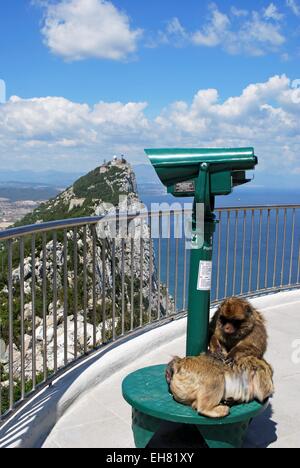 Zwei Berberaffen (Macaca Sylvanus) sitzen auf einem Teleskop auf der Aussichtsplattform an der Spitze des Felsens, Gibraltar, Großbritannien. Stockfoto