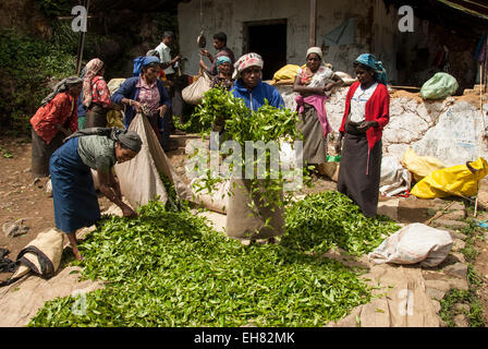 Tamilische Frauen Kommissionierer in Tee bringt ernten, über Ambewela, Hill Country, Sri Lanka, Asien Stockfoto