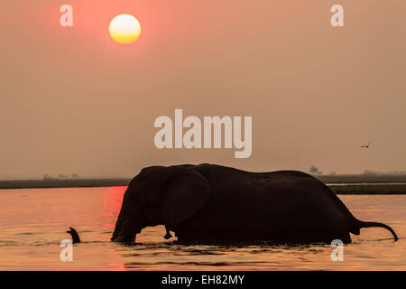 Afrikanische Elefanten im Sonnenuntergang (Loxodonta Africana), Chobe Nationalpark, Botswana, Afrika Stockfoto