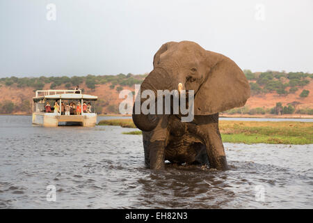 Afrikanischer Elefant (Loxodonta Africana) und Touristen, Chobe Nationalpark, Botswana, Afrika Stockfoto