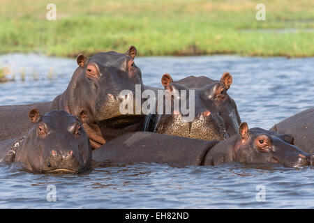 Flusspferd (Hippopotamus Amphibius) pod in Fluss, Chobe Nationalpark, Botswana, Afrika Stockfoto