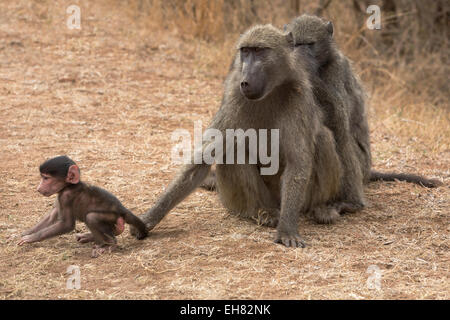 Chacma Pavian (Papio Cynocephalus Ursinus), mit Baby, Krüger Nationalpark, Südafrika, Afrika Stockfoto