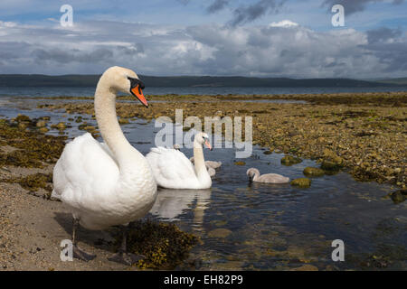 Höckerschwäne (Cygnus Olor) am Meeresstrand an Süßwasser streamen Mund, Arran, Schottland, Vereinigtes Königreich, Europa Stockfoto