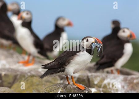 Papageitaucher (Fratercula Arctica) mit Sandaalen, Farne Islands, Northumberland, England, Vereinigtes Königreich, Europa Stockfoto