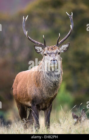 Rotwild-Hirsch (Cervus Elaphus), Arran, Schottland, Vereinigtes Königreich, Europa Stockfoto